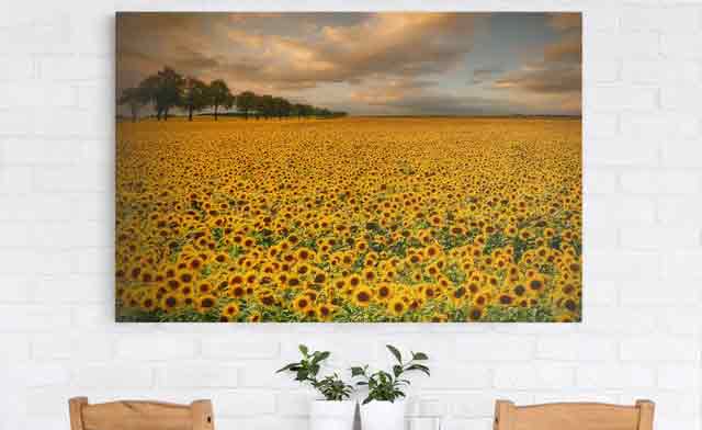 Sonnenblumen Leinwandbild - Sonnenblumenfeld